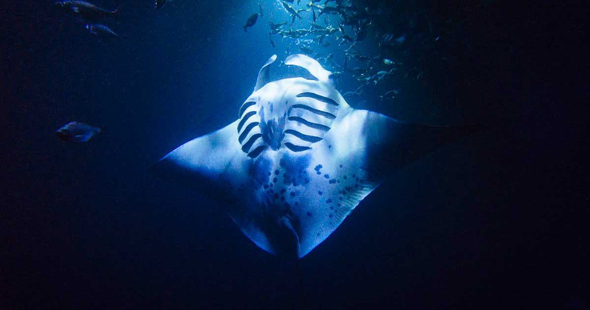 manta ray night dive